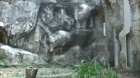 Snow Leopard Parkour in animals gifs