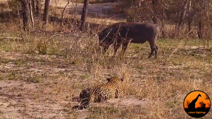giphy.gif