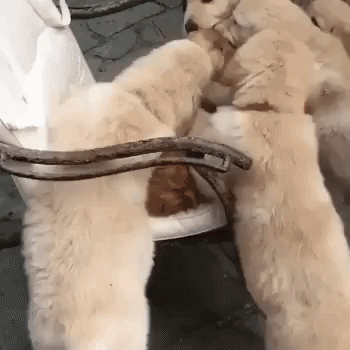 Cat got all the love in animals gifs