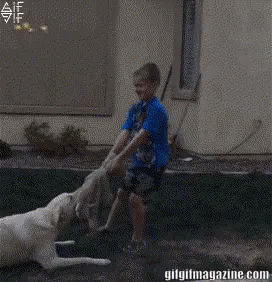 Well played dog in funny gifs