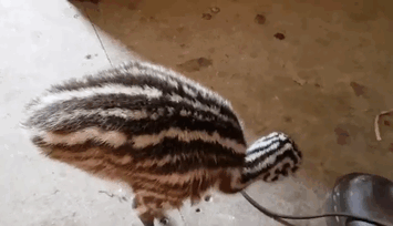 купили яйцо эму на Ebay, вырастили страуса эму, яйцо страуса эму Ebay, вырастить страуса из яйца