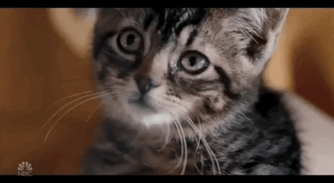 Kitten Eye Roll GIF by Saturday Night Live - Find & Share on GIPHY