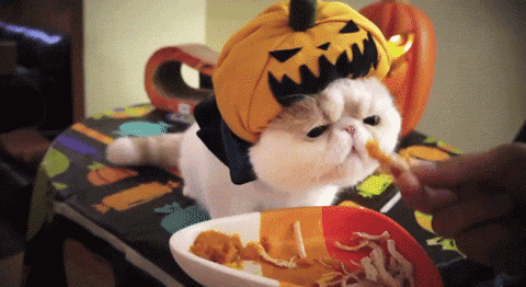 GIF Halloween gatto persiano con zucca