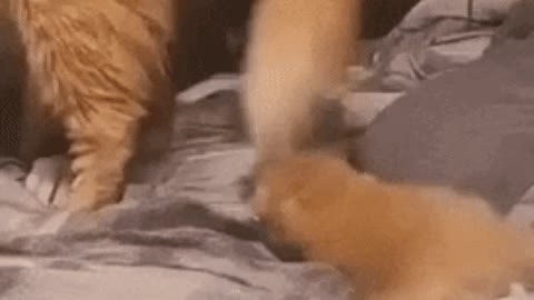 Catto showing her kitten to doggo gif