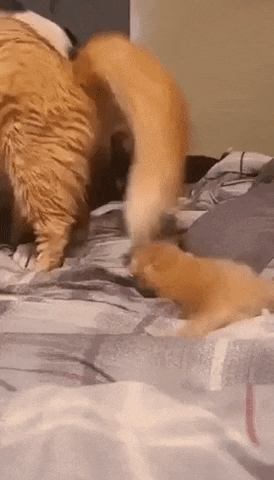Catto showing her kitten to doggo in cat gifs