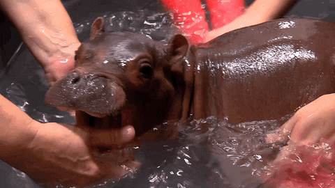 fiona the baby hippo in water with care team touching her back