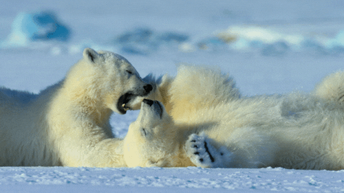 Polar Bear Netflix GIF by Our Planet