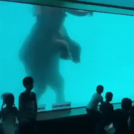 Elephant swimming in random gifs