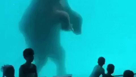 Elephant swimming gif