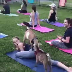 Goats Yoga in funny gifs