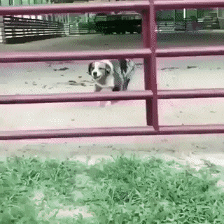 Gif of dog expertly jumping through the bars of a five-bar gate