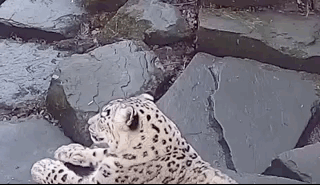 способности животных, милые животные, гифки с животными, смешные гифки с животными