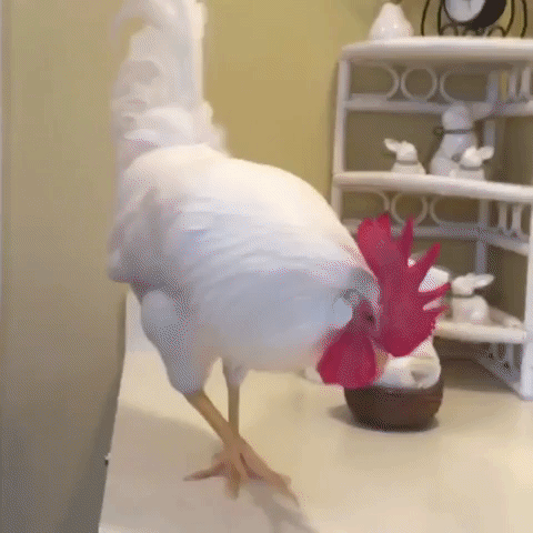 White chicken looking in the mirror