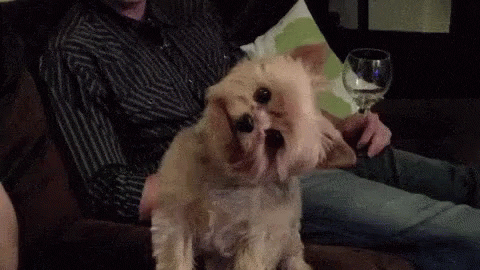 a brown Yorkshire Terrier tilting its head