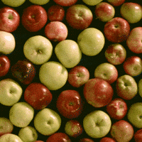 Сила тяжіння тягне все донизу — це теж сила (F = mg) 🍏