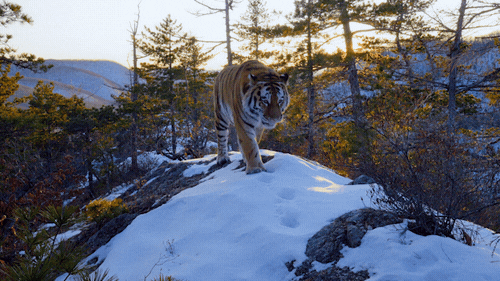 Netflix Walking GIF by Our Planet