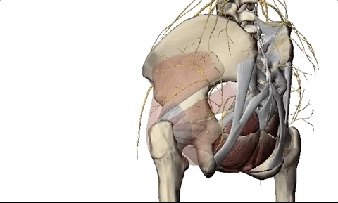 Vision 3d pelvis