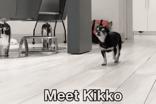 Senior Shelter Dog Gets A Fabulous Makeover & We Just Can't Even | Cuteness