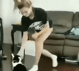 Never start a fight you can not end in cat gifs