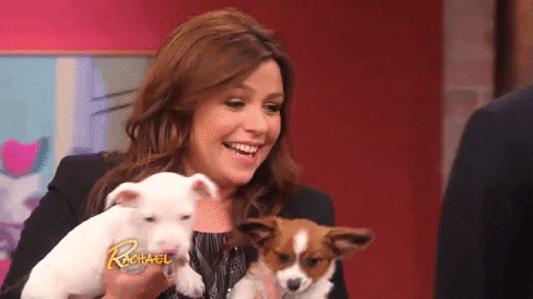 Dog GIF by Rachael Ray Show - Find & Share on GIPHY