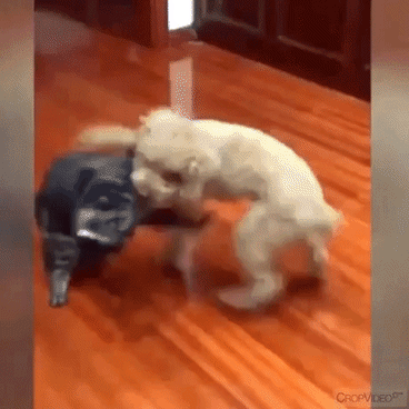 The takedown in funny gifs