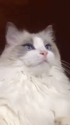 смешные коты и кошки, фото кошатники, фото собачники, смешные фото кошек, смешные фото котов