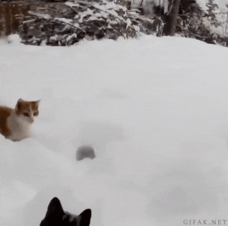 Snow Day GIF - Find & Share on GIPHY