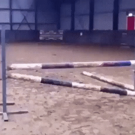 Horse totaly got you in funny gifs