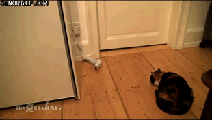 cat sock gif cat sock gif by cheezburger find on giphy cat sock gif cat sock gif by cheezburger find on giphy
