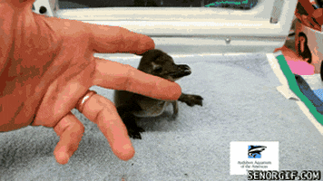 Baby Penguin GIFs - Find & Share on GIPHY