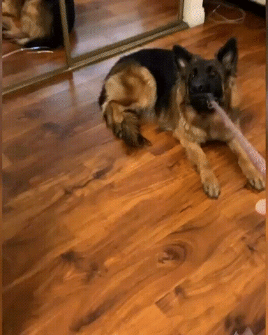 German Shepherd dog being annoying