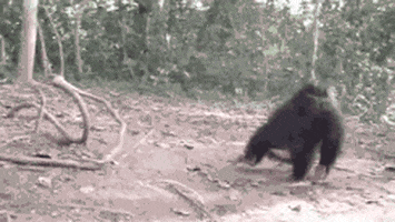 Engracado GIFs - Find & Share on GIPHY