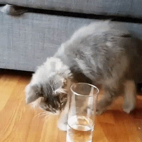 16 Kittens Who Are Still Learning How To Cat