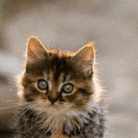 «Look after» = піклуватись. Хтось же має доглядати це кошеня 🐱