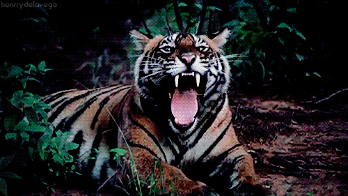 tiger clipart gif - photo #3