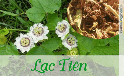 Tã¢M An LạC Tiãªn SảN PhẩM Hãµ Trợ ÃÂIá»ÂU Trá» MấT Ngá»§ GIF