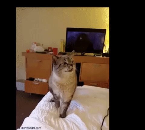 How to Stop Sneeze Naturally Guides Tips | Cat on Bed Sneezing Causing Explosion Combined Gifs Funny Cat