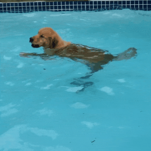 Image result for gif dog swimming
