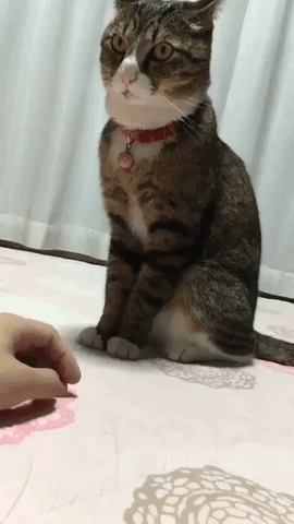Annoyed Cat Stop That GIF - Find & Share on GIPHY