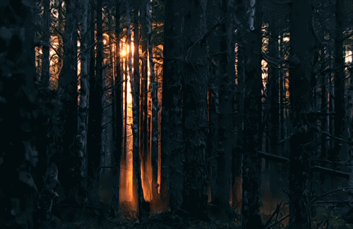 A gif of a forest with sunlight in the background.