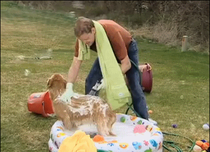 Get him/her a swimming pool for dogs this is How to Keep Dogs Cool in Summer