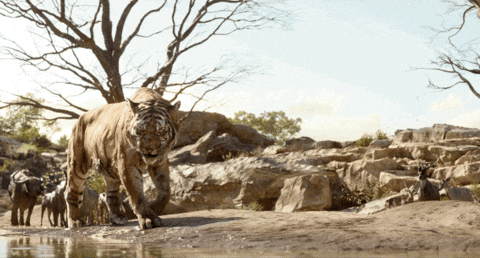 Jon Favreau Disney GIF by Disney's The Jungle Book