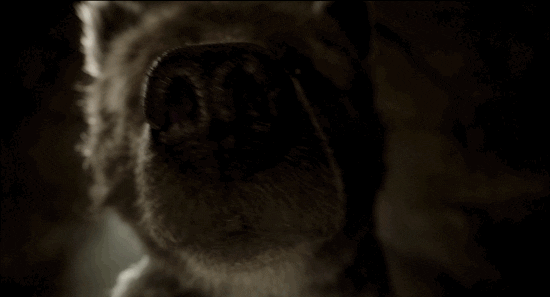 Jon Favreau Disney GIF by Disney's The Jungle Book