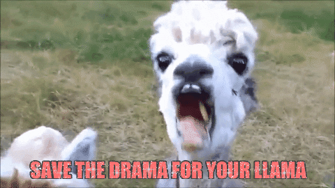 Gif with a llama and 
