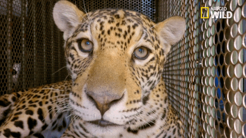 Jaguar Supercat GIFs - Find & Share on GIPHY