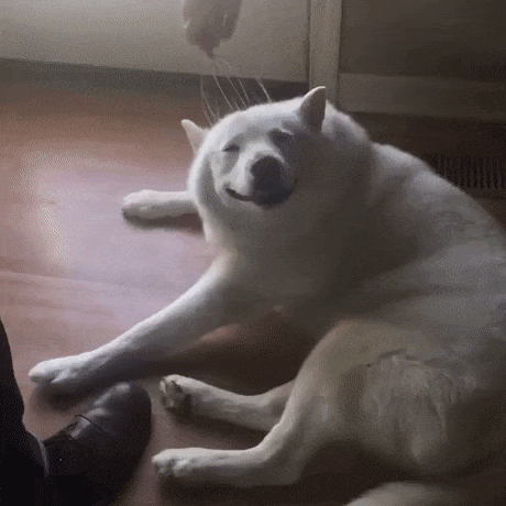 Dog Gets High While Having a Head Massage