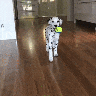 Thats A Cute Dog in funny gifs