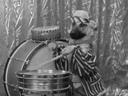A drummer dog who is going to reveal the answer of When Do German Shepherd Stop Growing question.
