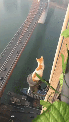 Cat Has No Fear in funny gifs