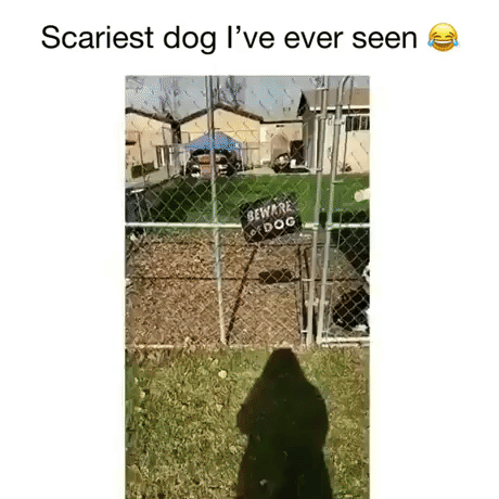Scariest Dog Ever in animals gifs